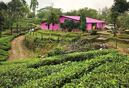 Jungle Resort