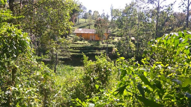 valparai-hornbill-stay