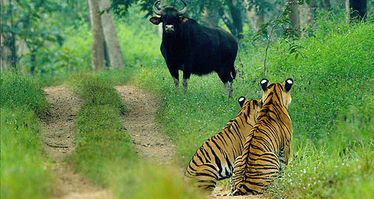 valparai